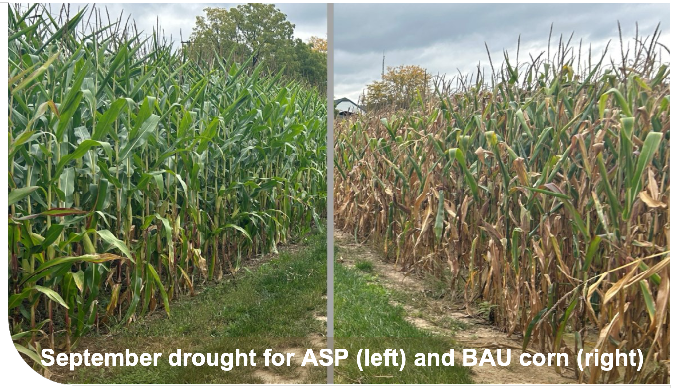 September drought for ASP (left) and BAU corn (right)
